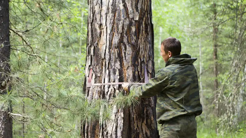 取得森林碳权后，去哪里买卖？