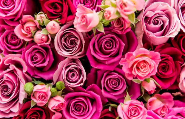 情人节却单身？恭喜你！现赚736万元碳权